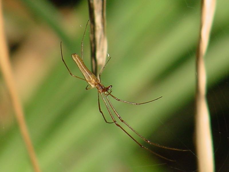 Long-jawed Spider; DISPLAY FULL IMAGE.