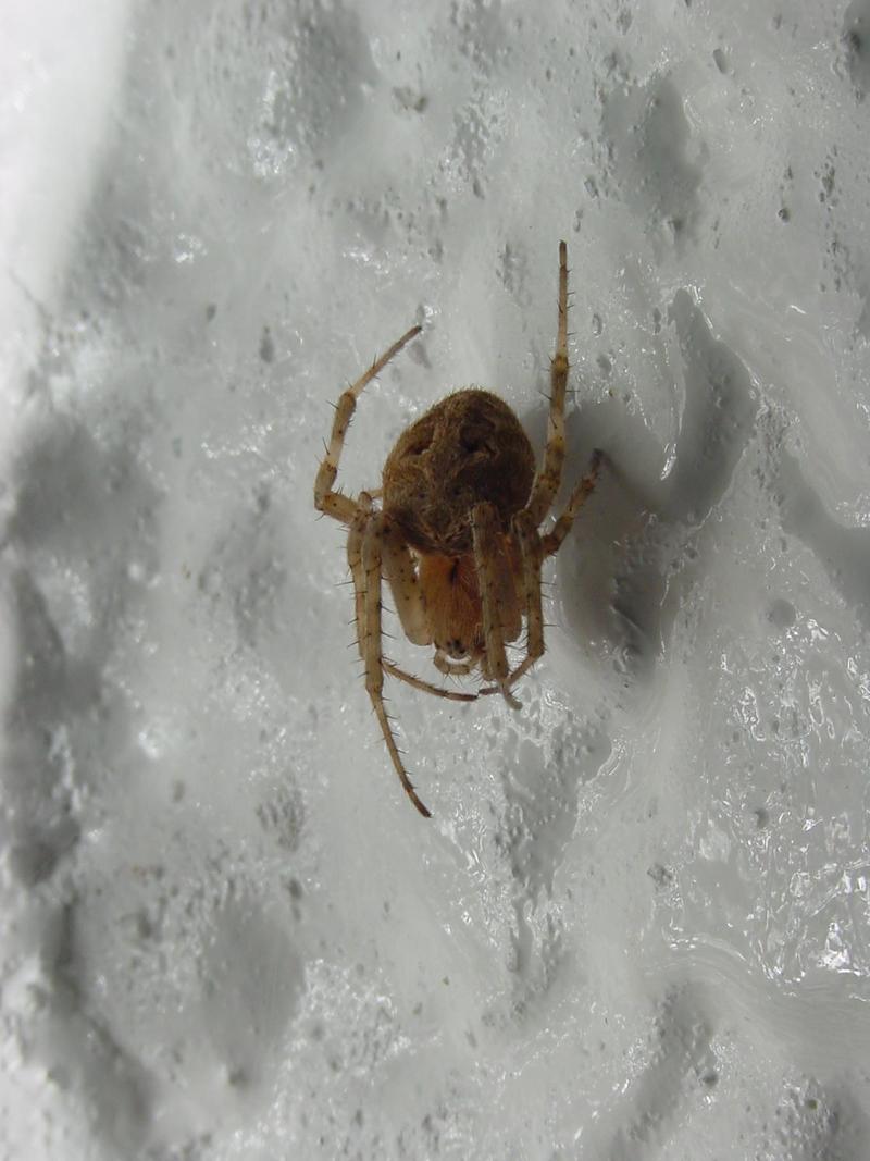 Orb-web Spider; DISPLAY FULL IMAGE.