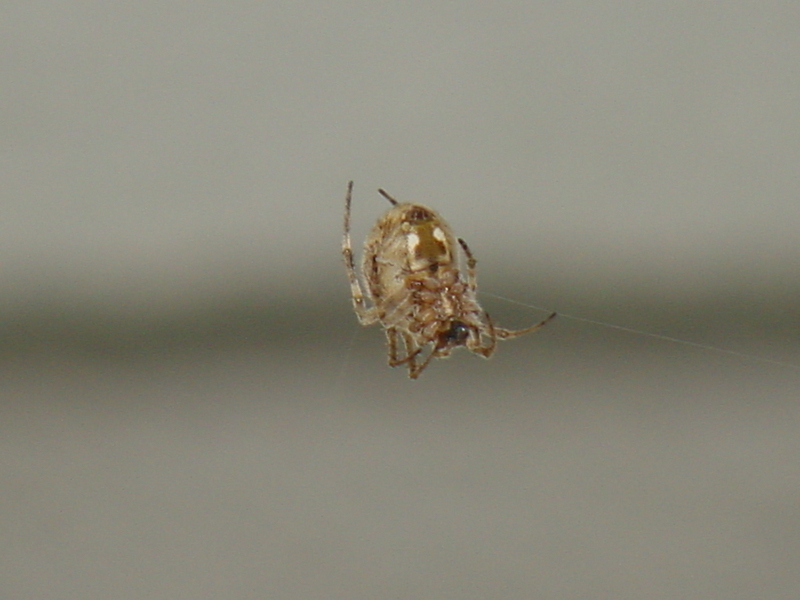 Orb-web Spider; DISPLAY FULL IMAGE.