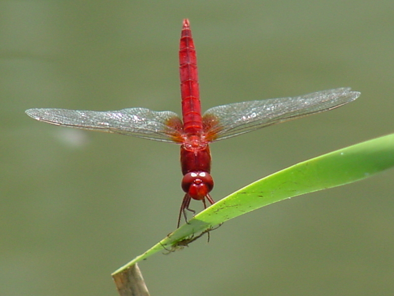 Red dragonfly; DISPLAY FULL IMAGE.