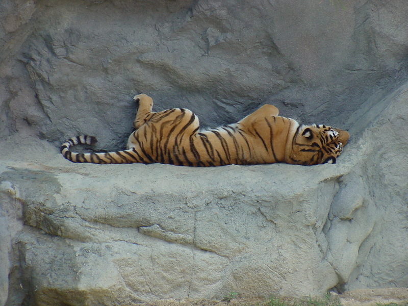 Siberian Tiger sleeping; DISPLAY FULL IMAGE.