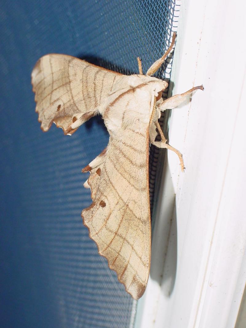 Sphinx Moth --> 등줄박각시 Marumba sperchius; DISPLAY FULL IMAGE.