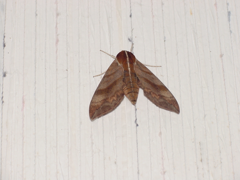 Sphinx Moth --> 머루박각시 Ampelophaga rubiginosa; DISPLAY FULL IMAGE.