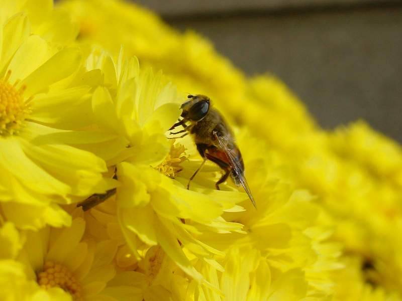 Hoverfly; DISPLAY FULL IMAGE.