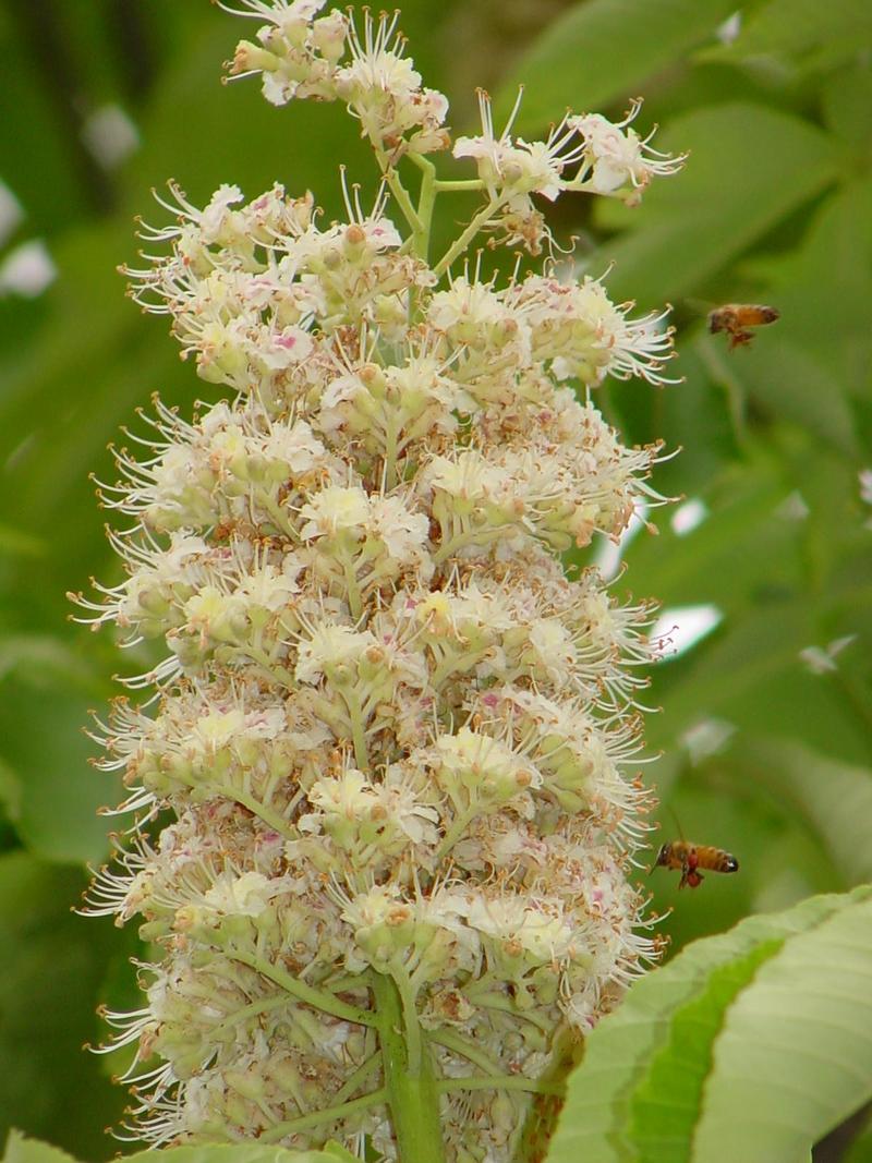 Flower and Honeybees; DISPLAY FULL IMAGE.