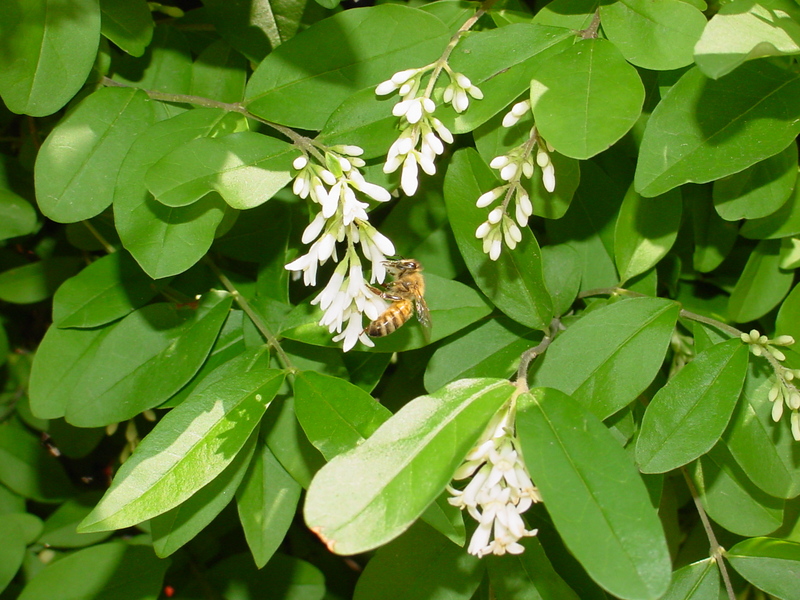 Flowers and Honeybee; DISPLAY FULL IMAGE.