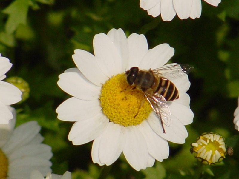 Flowers and Hoverfly; DISPLAY FULL IMAGE.