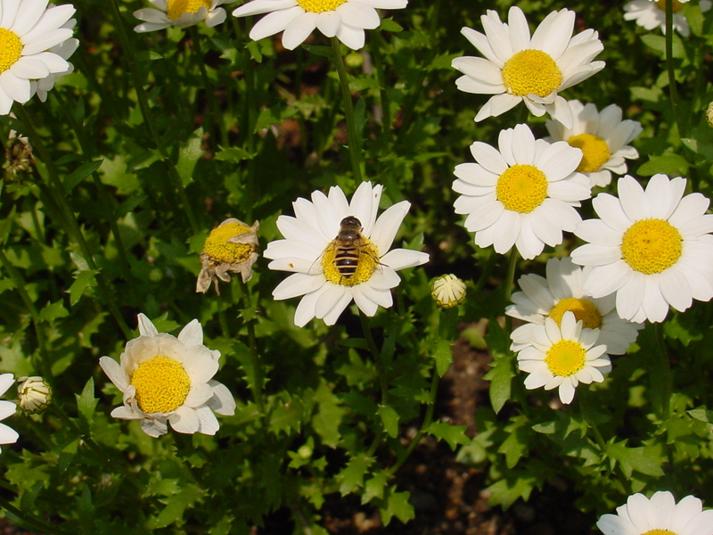 Flowers and Hoverfly; DISPLAY FULL IMAGE.