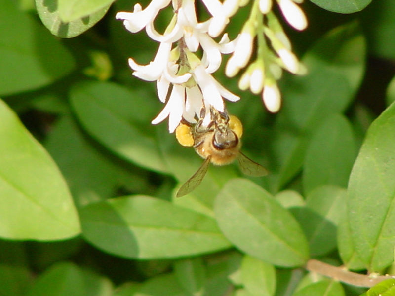 Flowers and Honeybee; DISPLAY FULL IMAGE.