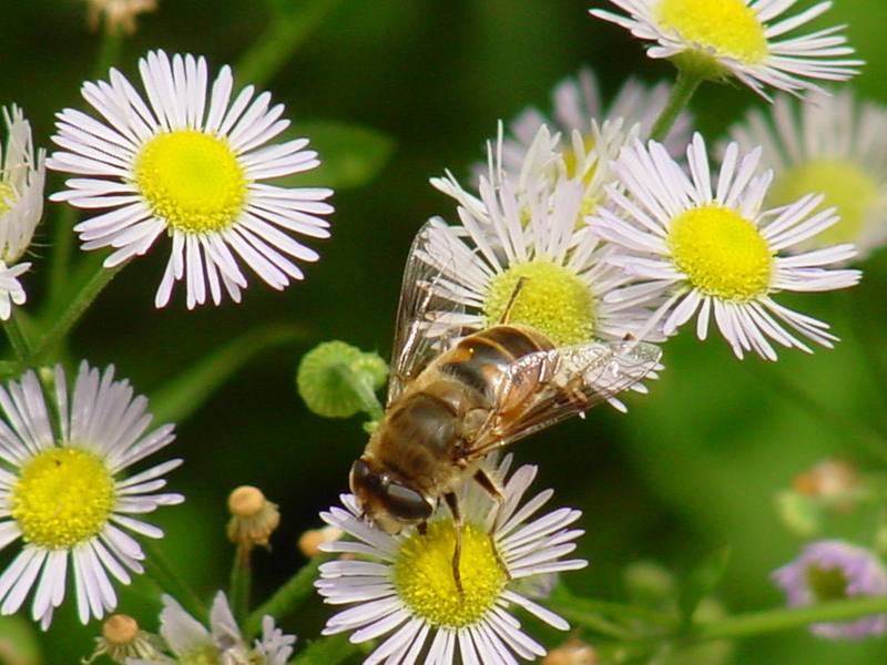 Hoverfly; DISPLAY FULL IMAGE.