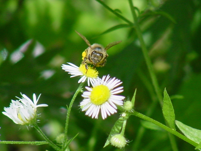 Honeybee; DISPLAY FULL IMAGE.