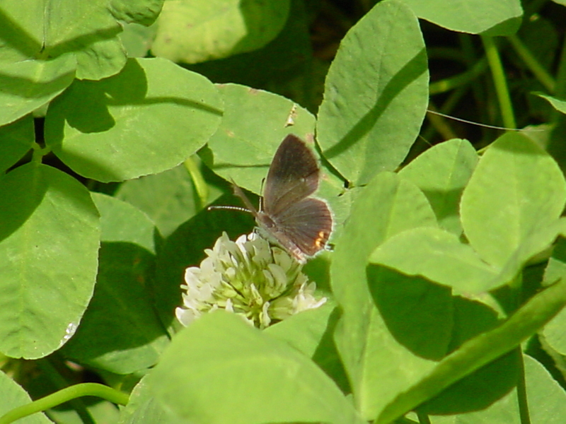 Short-tailed Blue Butterfly; DISPLAY FULL IMAGE.