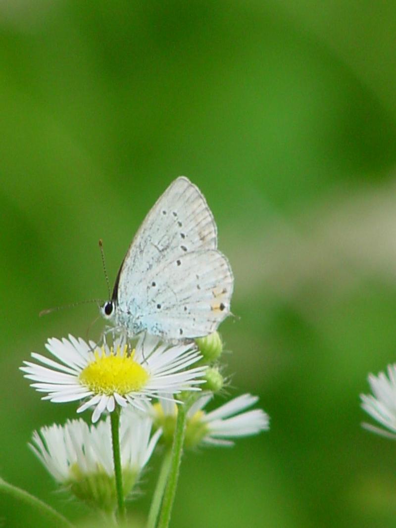 Short-tailed Blue Butterfly; DISPLAY FULL IMAGE.