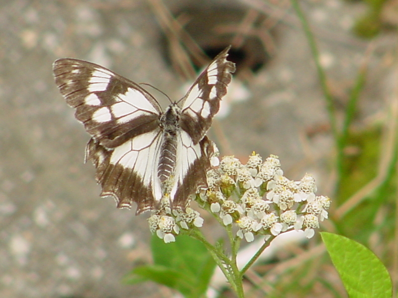 Snake-eye White Butterfly; DISPLAY FULL IMAGE.