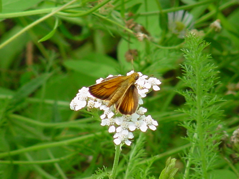 Leoninus Skipper Butterfly, Thymelicus leoninus, 줄꼬마팔랑나비(검은줄희롱나비); DISPLAY FULL IMAGE.