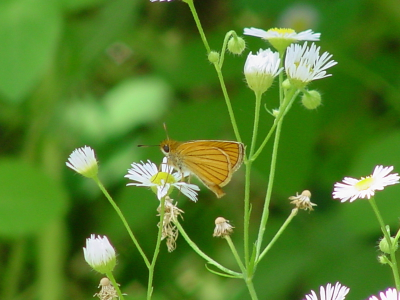 Leoninus Skipper Butterfly; DISPLAY FULL IMAGE.