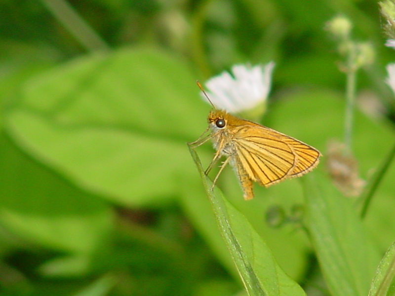 Leoninus Skipper Butterfly; DISPLAY FULL IMAGE.