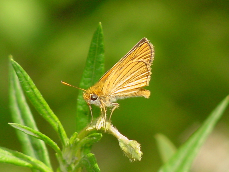 Leoninus Skipper Butterfly, Thymelicus leoninus, 줄꼬마팔랑나비(검은줄희롱나비); DISPLAY FULL IMAGE.