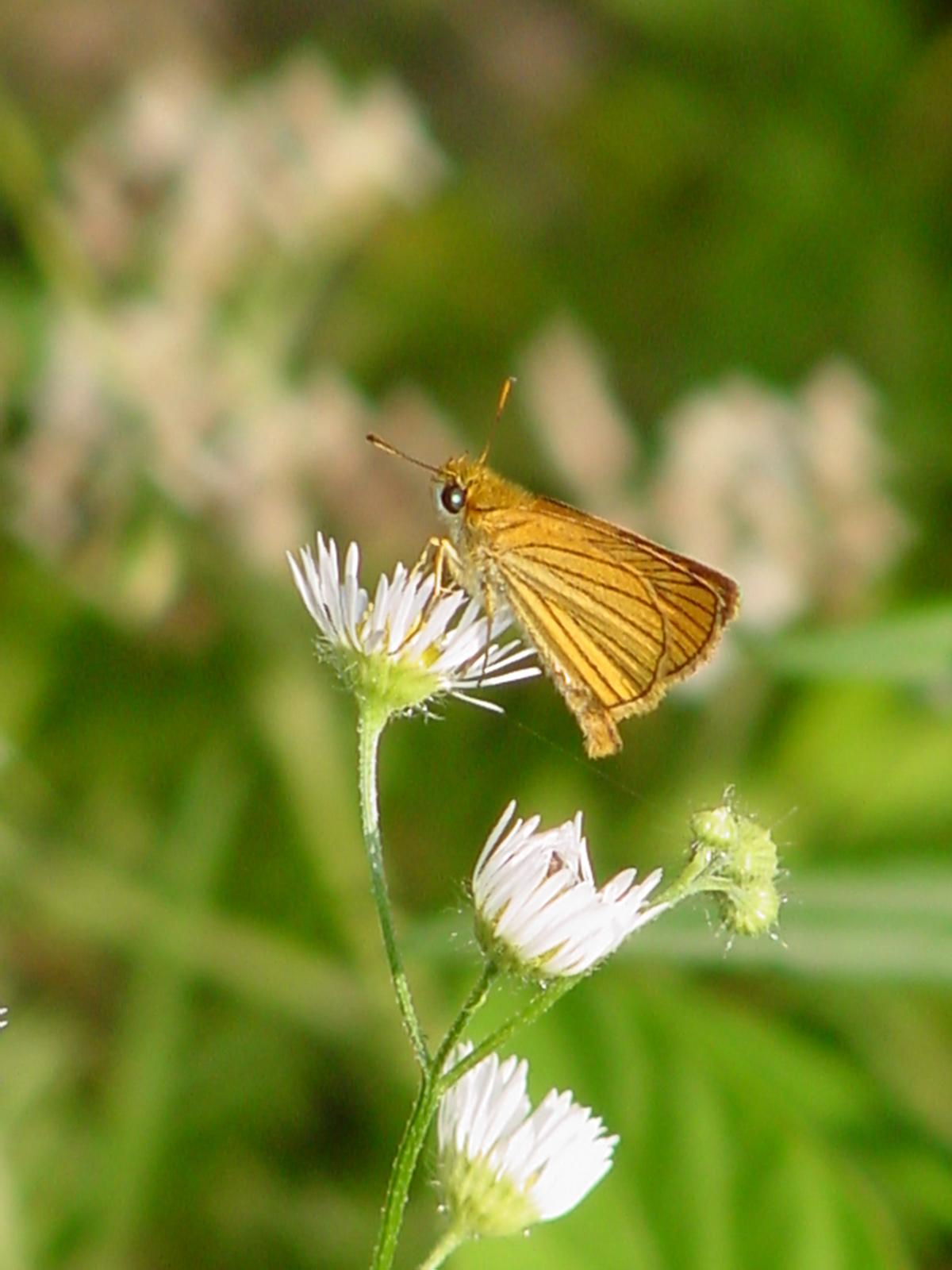 Leoninus Skipper Butterfly, Thymelicus leoninus, 줄꼬마팔랑나비(검은줄희롱나비); Image ONLY