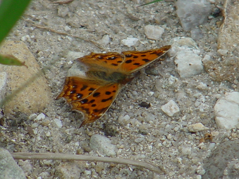 Asian Comma Butterfly; DISPLAY FULL IMAGE.