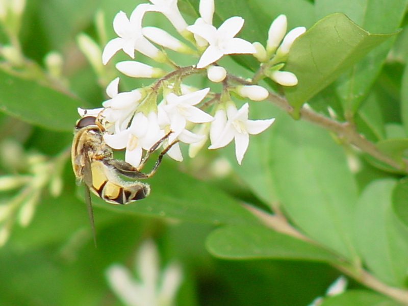 Horsefly (?); DISPLAY FULL IMAGE.