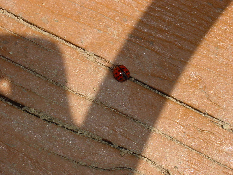 Ladybug; DISPLAY FULL IMAGE.