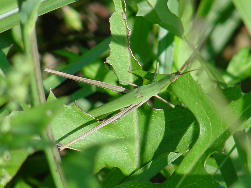 Korean long-headed grasshopper; DISPLAY FULL IMAGE.