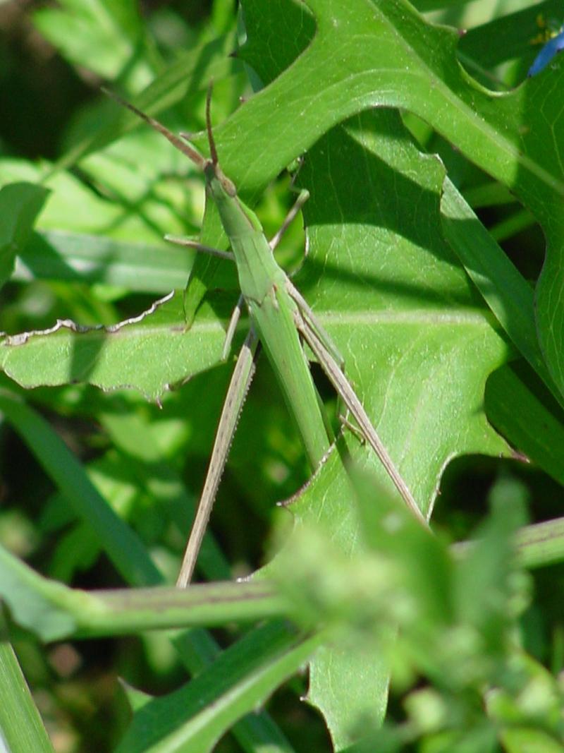 Korean long-headed grasshopper; DISPLAY FULL IMAGE.