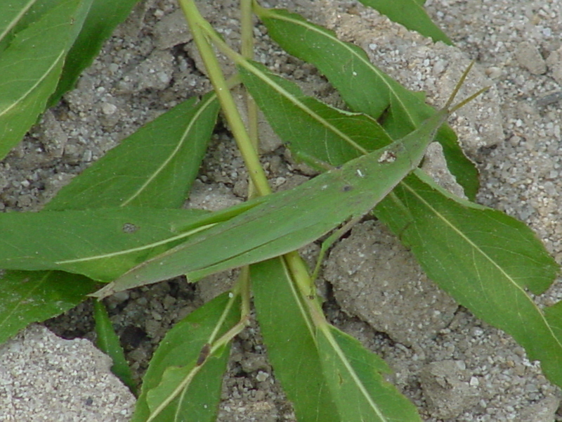 Differentiate grasshopper; DISPLAY FULL IMAGE.
