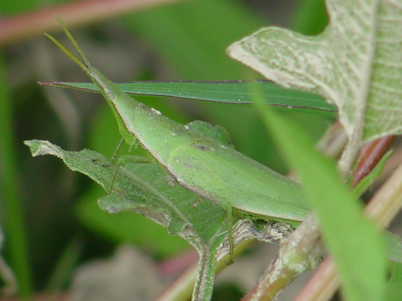 Differentiate grasshopper; DISPLAY FULL IMAGE.