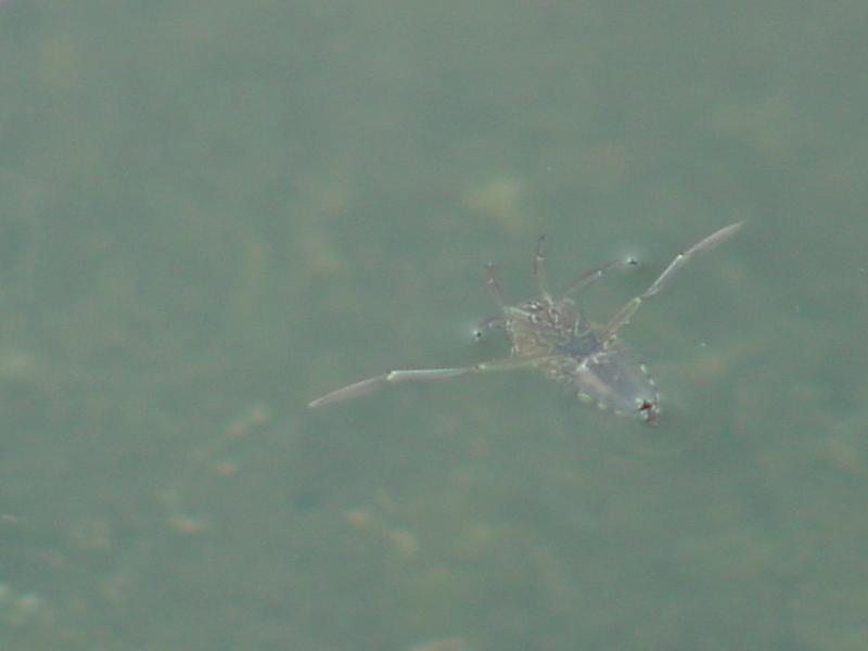 Three-spotted backswimmer (Notonecta triguttata) {!--송장헤엄치게-->; DISPLAY FULL IMAGE.