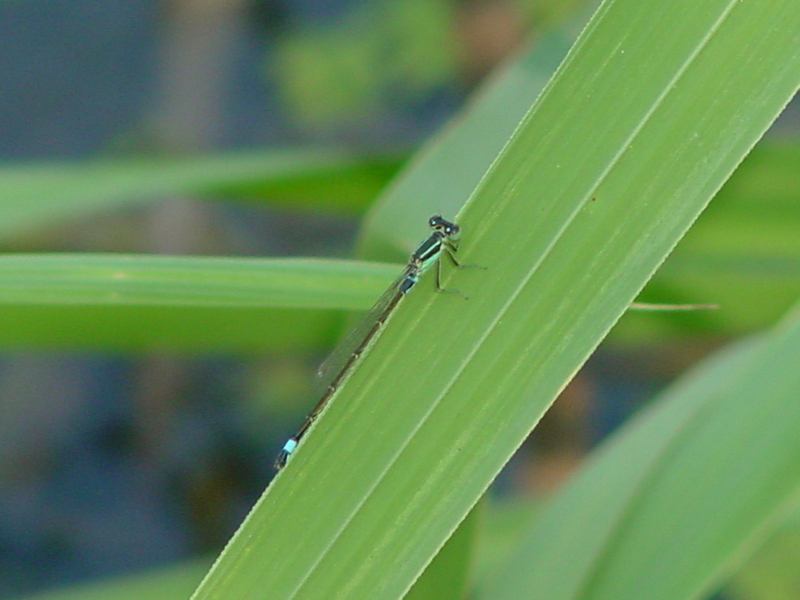 Damselfly --> 아시아실잠자리 수컷 Ischnura asiatica (Asiatic Bluetail Damselfly); DISPLAY FULL IMAGE.