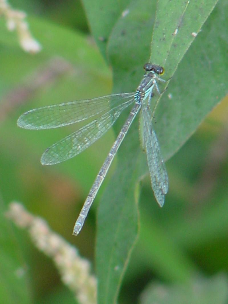 Damselfly --> 아시아실잠자리 암컷 Ischnura asiatica (Asiatic Bluetail Damselfly); DISPLAY FULL IMAGE.