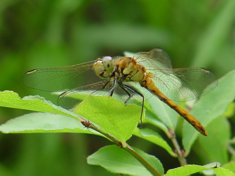 Common Darter (Dragonfly); DISPLAY FULL IMAGE.