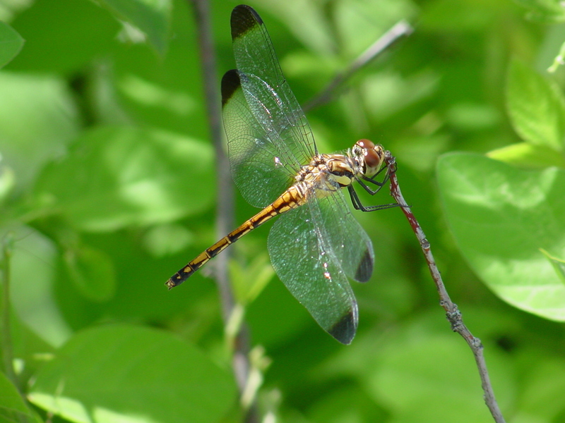 Dragonfly (Sympetrum infuscatum) {!--깃동잠자리-->; DISPLAY FULL IMAGE.
