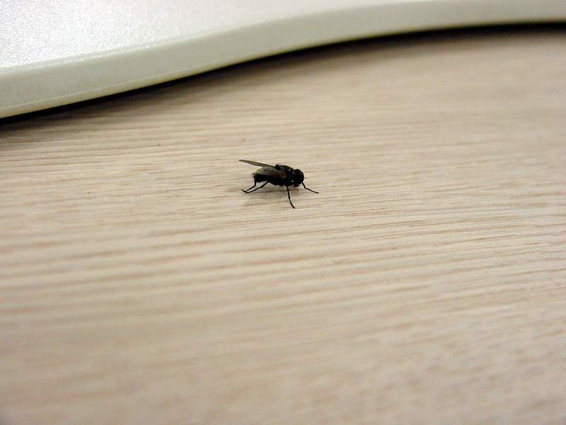 house fly; DISPLAY FULL IMAGE.