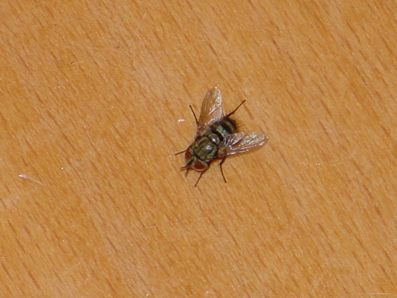 Common House Fly; DISPLAY FULL IMAGE.