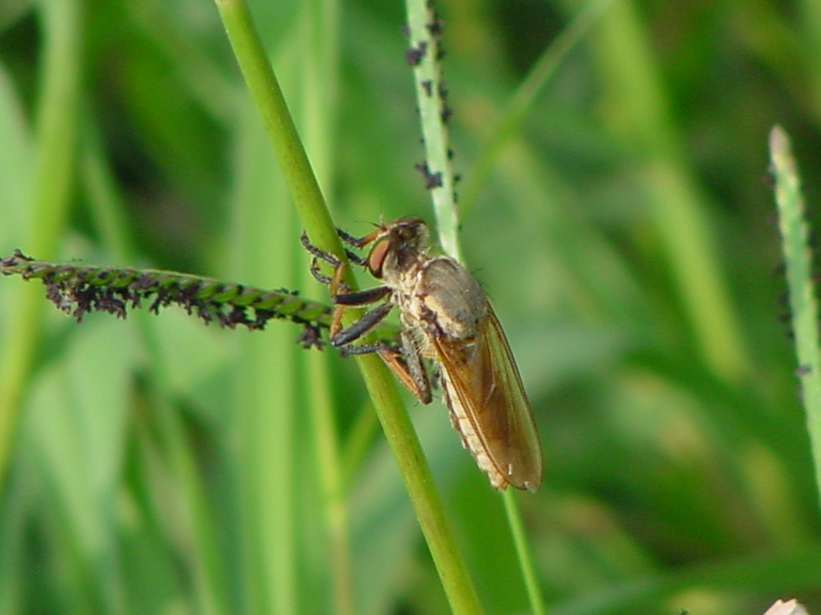 Robberfly; Image ONLY