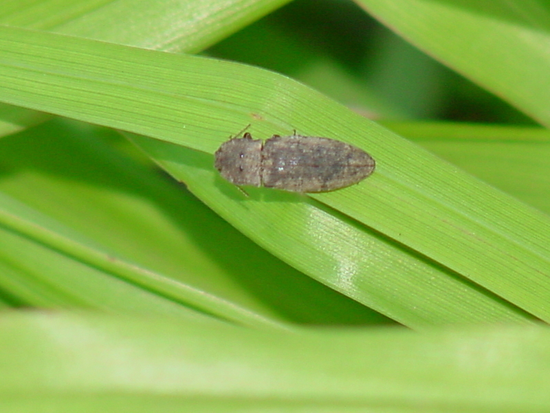 click beetle?; DISPLAY FULL IMAGE.