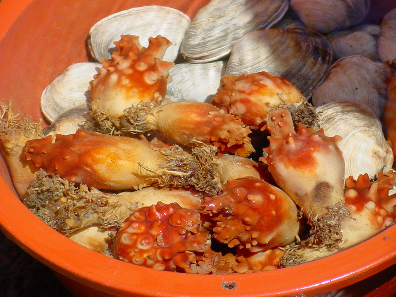 sea squirts and shellfishes; DISPLAY FULL IMAGE.