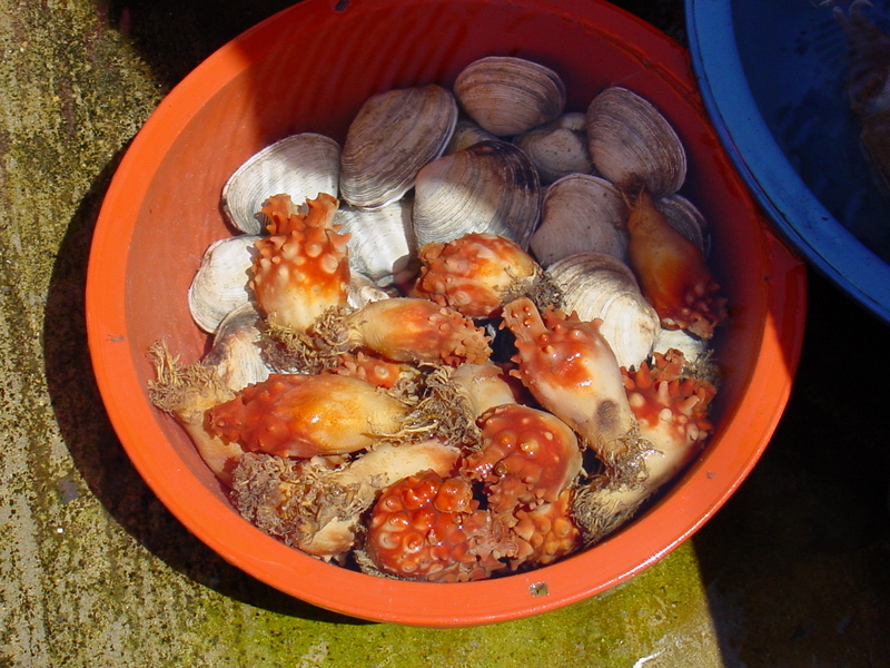 sea squirts and shellfishes; DISPLAY FULL IMAGE.