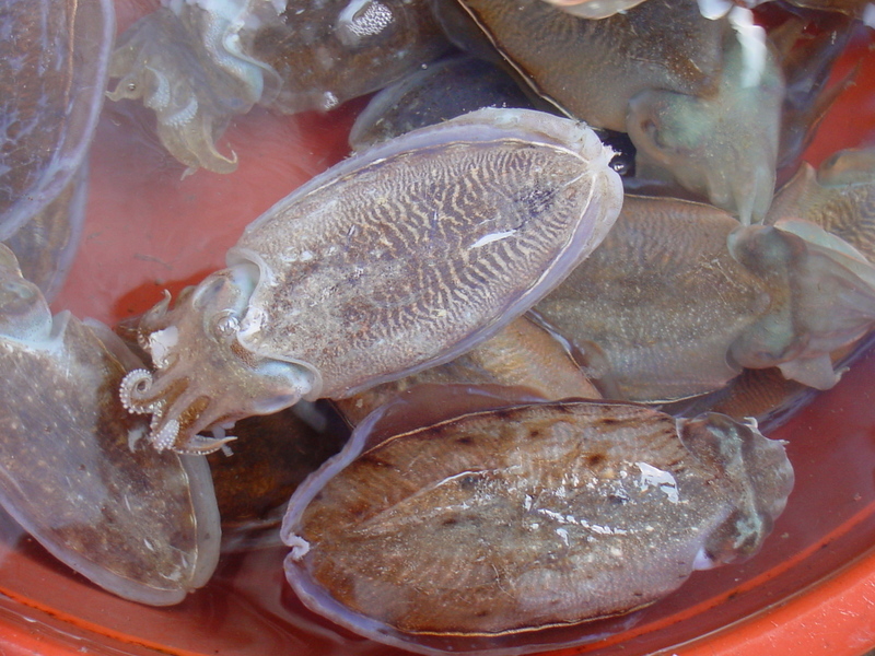 Cuttlefishes - Sepia esculenta - Golden Cuttlefish - 참오징어(갑오징어); DISPLAY FULL IMAGE.