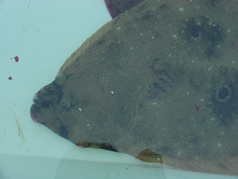 Bastard halibut (Flatfish); DISPLAY FULL IMAGE.