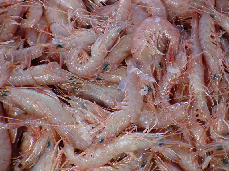Shrimps; DISPLAY FULL IMAGE.