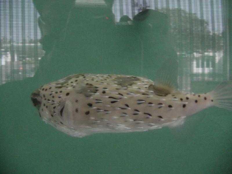 balloonfish; DISPLAY FULL IMAGE.