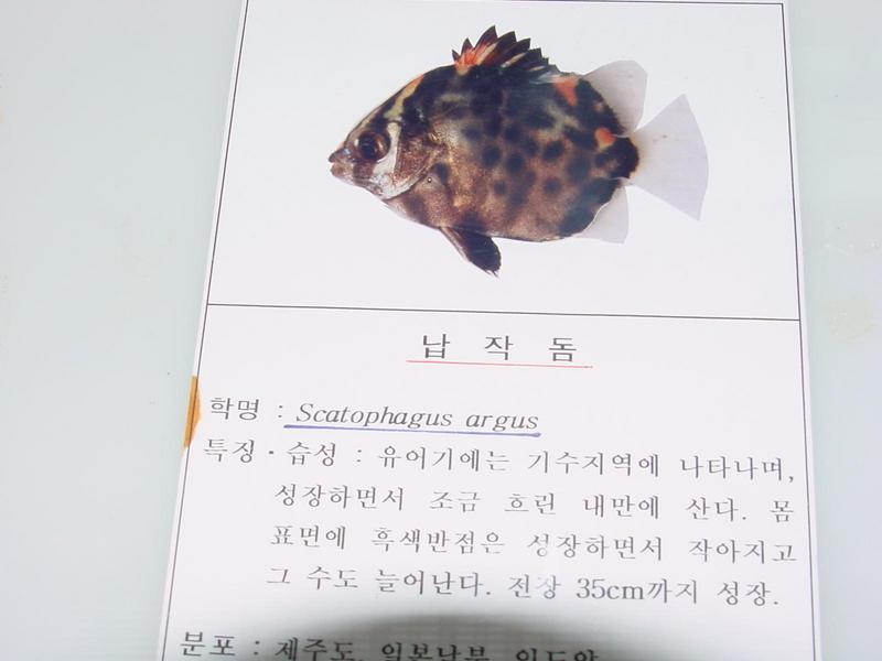 Spotted butter fish - spotted scat - Scatophagus argus (납작돔); DISPLAY FULL IMAGE.
