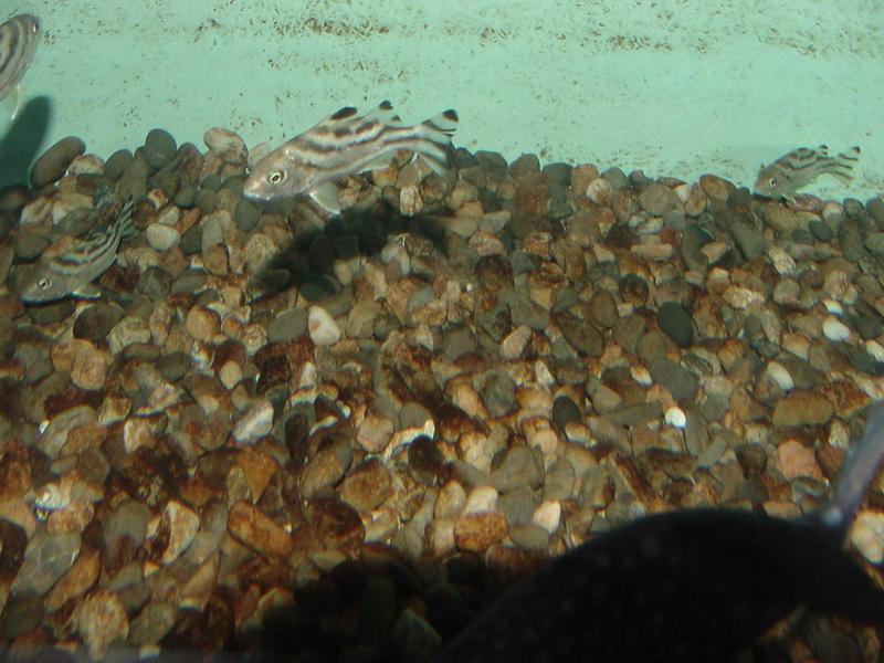 Fingerling thornfish - Therapon jarbua - 살벤자리; DISPLAY FULL IMAGE.