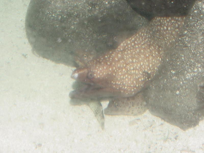 Leopard moray eels {!--알락곰치-->; DISPLAY FULL IMAGE.