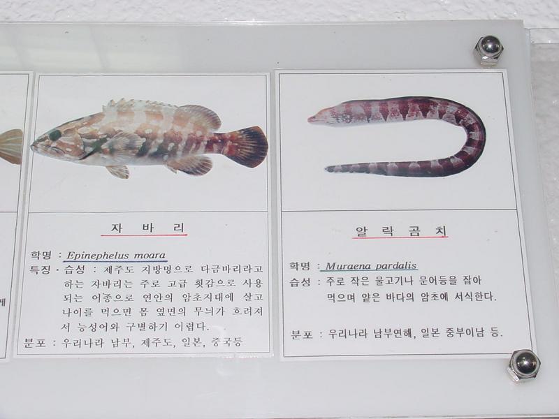 Nameplates - yellow grouper (Epinephelus bruneus), leopard moray eel (Muraena pardalis) {!--자바리, 알락곰치-->; DISPLAY FULL IMAGE.