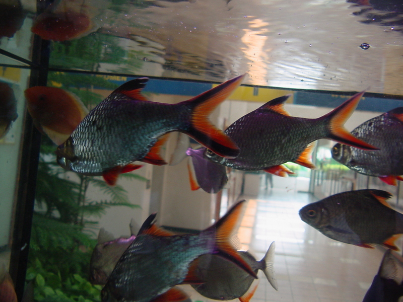 Tropical fishes; DISPLAY FULL IMAGE.